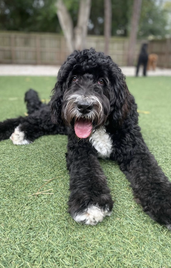 Looking For Naples Neighborhoods That Allow Large Dogs? Answers Here